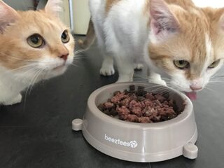 ‘Ongelofelijk dom om ‘poezenartikel’ Geert Wilders offline te halen’