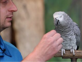 Deze jarige papegaai imiteert álles