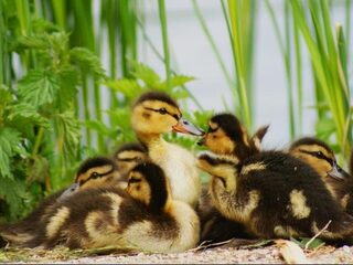 Jonge eendjes gezien? Vertel het dr. Duck!