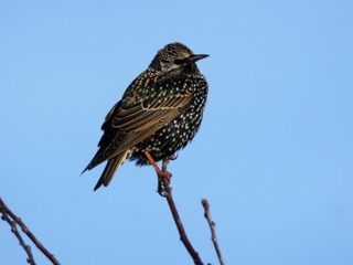 Spreeuw imiteert erop los