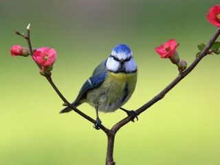 Pimpelmees klinkt als een zilveren belletje