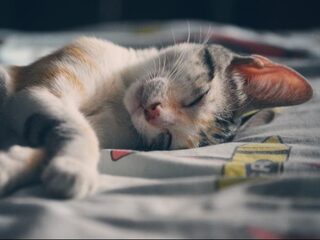 Zo veroverde de kat de wereld