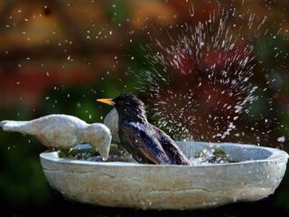 Tuintips: hoe help je de dorstige natuur?