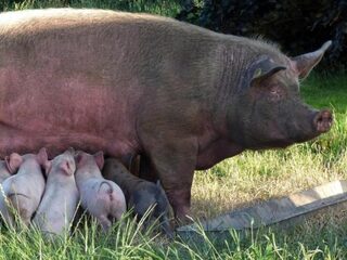 Lancering van het vijfsterren-varken