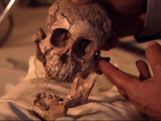 En alweer gaat de stamboom van de mens op de schop