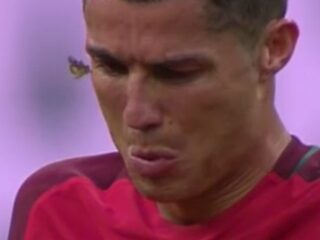 Insecten en topsport: niet altijd een geslaagde combinatie