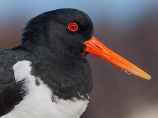 Onderzoek naar verstoring scholeksters