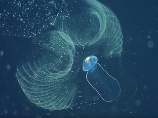 Dit mooie planktondiertje eet plastic - en dat is een probleem