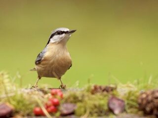 De zang van de ijsvogel-van-het-bos