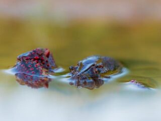 Wat te doen met die invasie van rivierkreeften