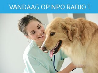 Vandaag op NPO Radio 1: Zelfverrijking bij kankerfonds, behandelkosten bij dierenartsen en 4 wedstrijden