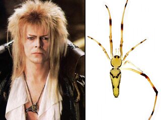 Deze sterren hebben voortaan hun eigen spin