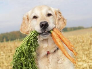 Iedereen vegetarisch, dus ook de hond