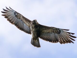 50 miljoenste waarneming op Waarneming.nl