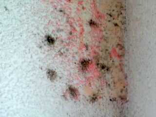 14 tips om je huis schimmelvrij te krijgen