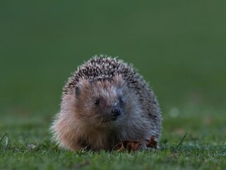 Zo maak je je tuin geschikt voor egels