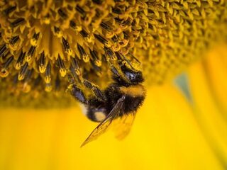 Zo schadelijk zijn neonicotinoïden voor insecten