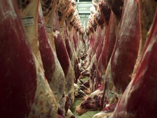 Vleeskeurmeesters luiden de noodklok over Nederlandse slachthuizen