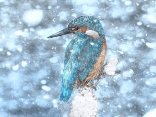 Ook dieren wapenen zich tegen sneeuw