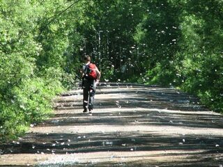 Vlindertrek: ook insecten overwinteren in het zuiden