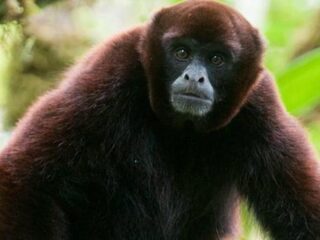 Ultiem geluk door vondst van een aap