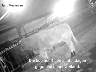 'Flauwekul dat koe Hermien is gevlucht voor de slachter'