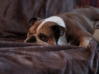 Wat te doen tegen overgewicht bij je hond of kat