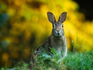 Konijnen uitroeien met een virus: is dat een goed idee?