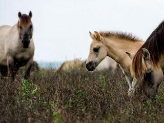 Zeven redenen om NIET bij te voeren in de Oostvaardersplassen