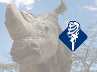Podcast De Dag: Laatste witte neushoornmannetje ter wereld dood