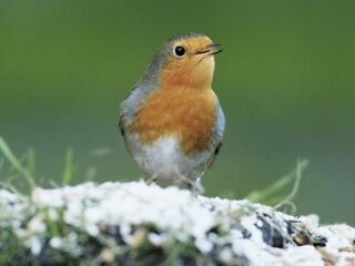 Vrouwtjesvogels met een gouden strotje