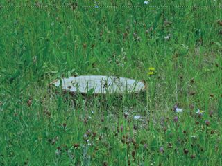 Vijf alternatieven voor een duurzame begrafenis