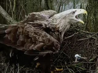 Webcamsoap: zeearend en havik strijden om een nest
