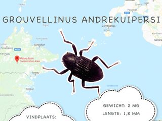 Nieuwe kever vernoemd naar André Kuipers