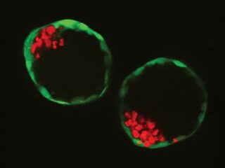 Experimenteren met embryo’s: wat mag wel en wat niet?