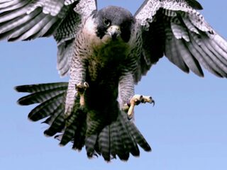 Nature Live: een feest voor de Europese natuur