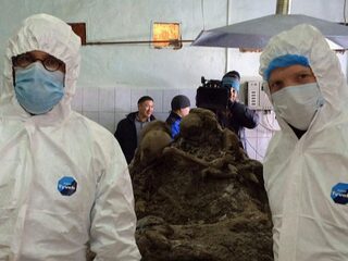 Poep van duizenden jaren oude mammoet kan mogelijk bijdragen aan nieuwe antibiotica