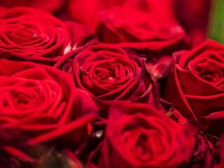 Podcast De Dag: hoe bloemen leggen pijn kan doen