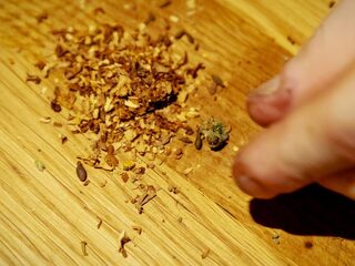 Podcast De Dag: waarom gemeenten (nog) niet staan te springen om staatswiet