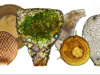 De intrigerende wereld van de amoebe