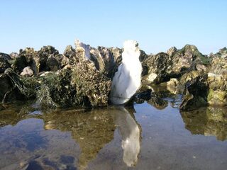 Hoe een geïmporteerde oestersoort onze eigen platte oester redde