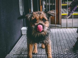 Waarom je hond beter niet je gezicht kan likken