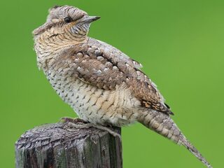 De nieuwe Vogelatlas brengt verdwenen en bedreigde vogels in kaart