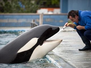 Orka's in gevangenschap: al jaren protest