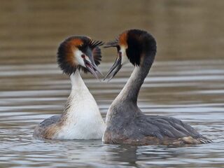 Zwemmen als een fuut tussen de futen