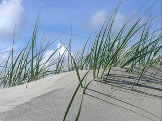 Zandwinning gevaar voor bodemleven Noordzee