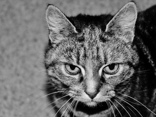 Ziekteverspreidende katten kosten Australische economie elk jaar miljarden