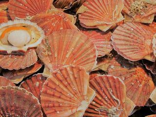 First Plates: coquilles met vanille en gember
