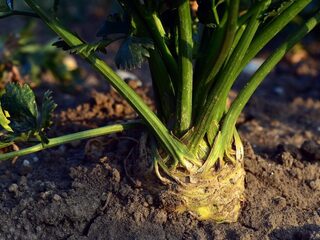 Joël Broekaert: 'Planten hebben een veel grotere plek in ons dieet dan we beseffen'
