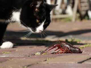 Bestrijding Amerikaanse rivierkreeft: een helse en kostbare klus